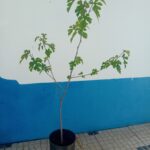 Amoreira Morus Alba árvore