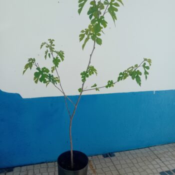 Amoreira Morus Alba árvore