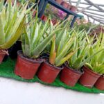 Aloe Vera Barbadensis