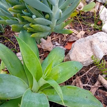 Agave dragao agave attenuata