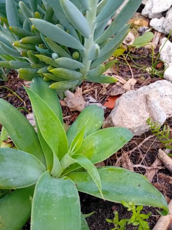 Agave dragao agave attenuata