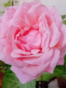 Roseira
