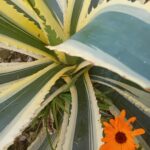 Agave Americana