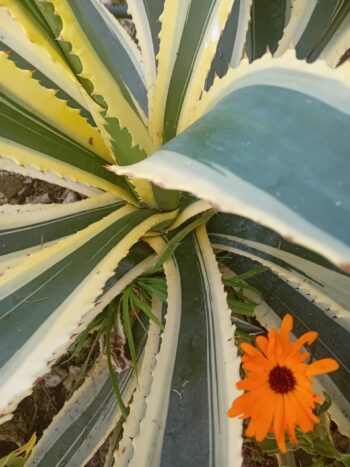 Agave Americana