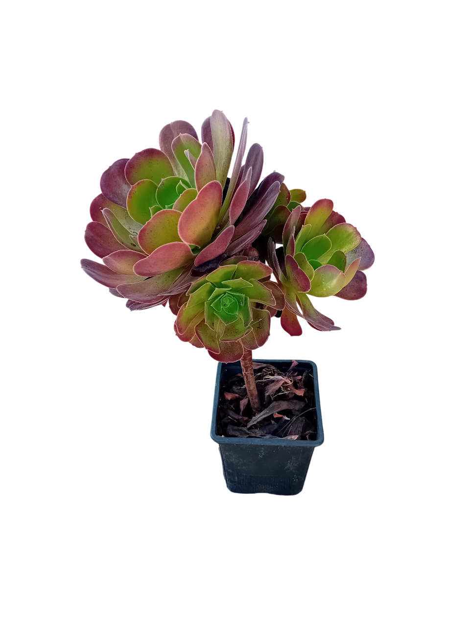 Aeonium Arboreum Atropurpureum Aeonium Arboreum Atropurpureum