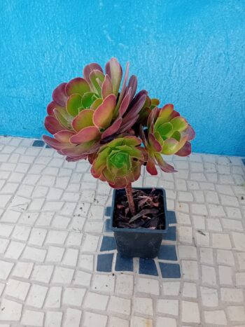 Aeonium Arboreum Atropurpureum