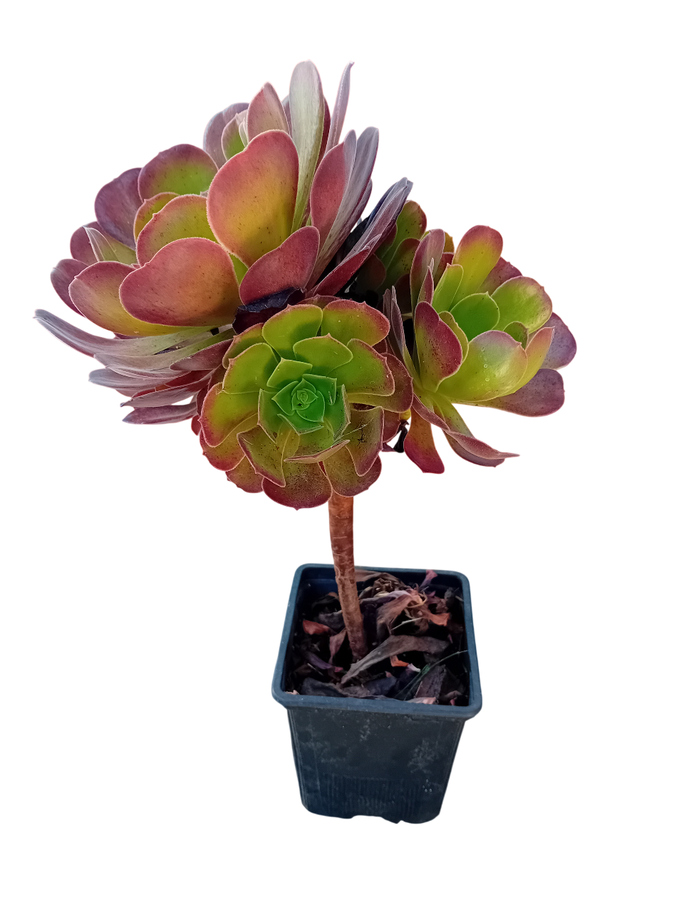 20240716_111442-Photoroom