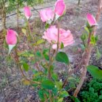Roseira arbusto cor de rosa