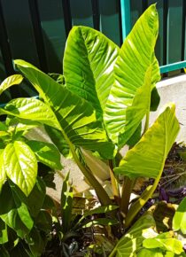 Alocasia Macrorrhiza Orelha de elefante