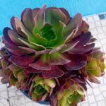 Aeonium Arboreum Atropurpureum