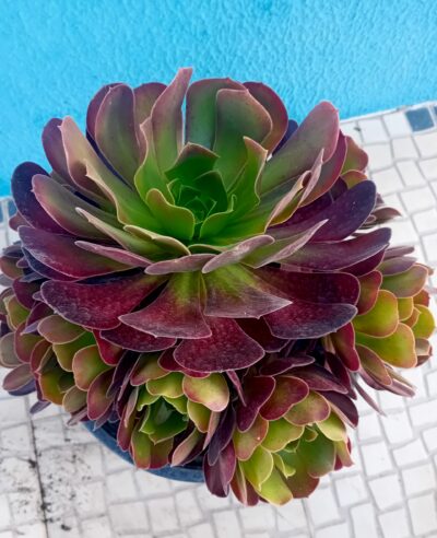 Aeonium arboreum atropurpureum