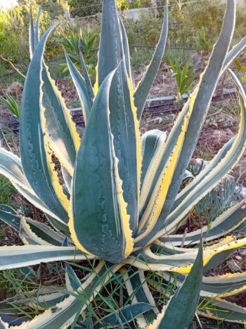 Agave Americana