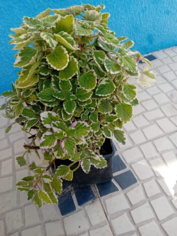 Hortela de folha grossa variegada