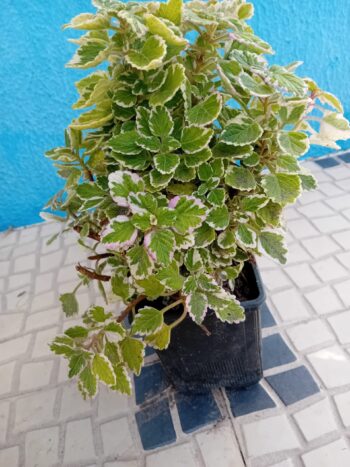 Hortela de folha grossa variegada