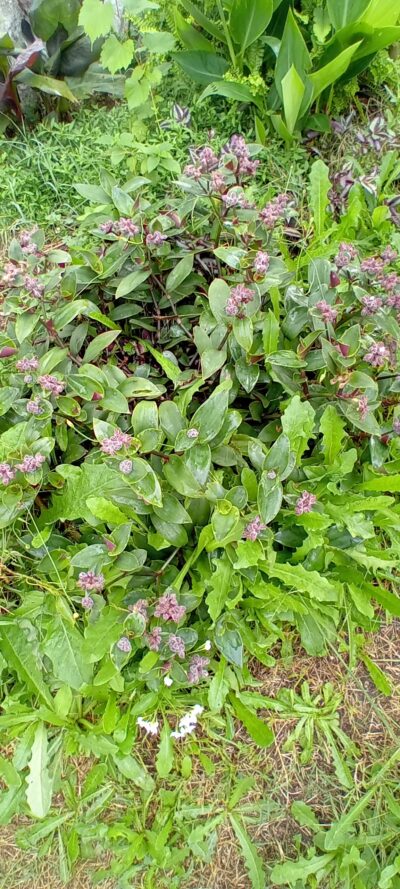 Tradescantia Callizia Repens