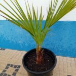 Vaso 27cms diametro