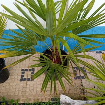 https://projetojardinando.com.br/palmeira-moinho-de-vento-trachycarpus-fortunei