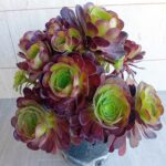 Aeonium Arboreum Atropurpureum