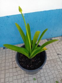 Agapanto