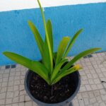 Vaso 27cms diametro