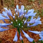 Agapanto azul em raiz nua