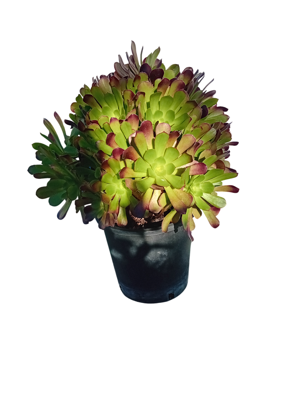 Aeonium Arboreum Atropurpureum Aeonium Arboreum Atropurpureum