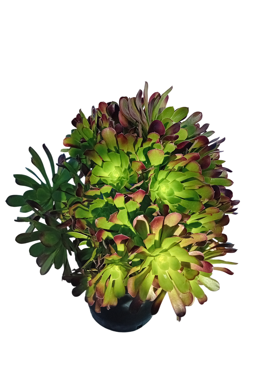 20251121_143259-Photoroom