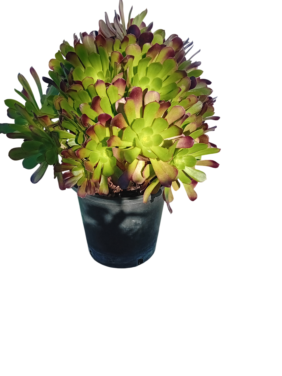 20251121_143307-Photoroom