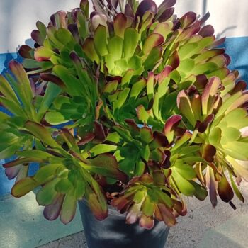Aeonium Arboreum Atropurpureum