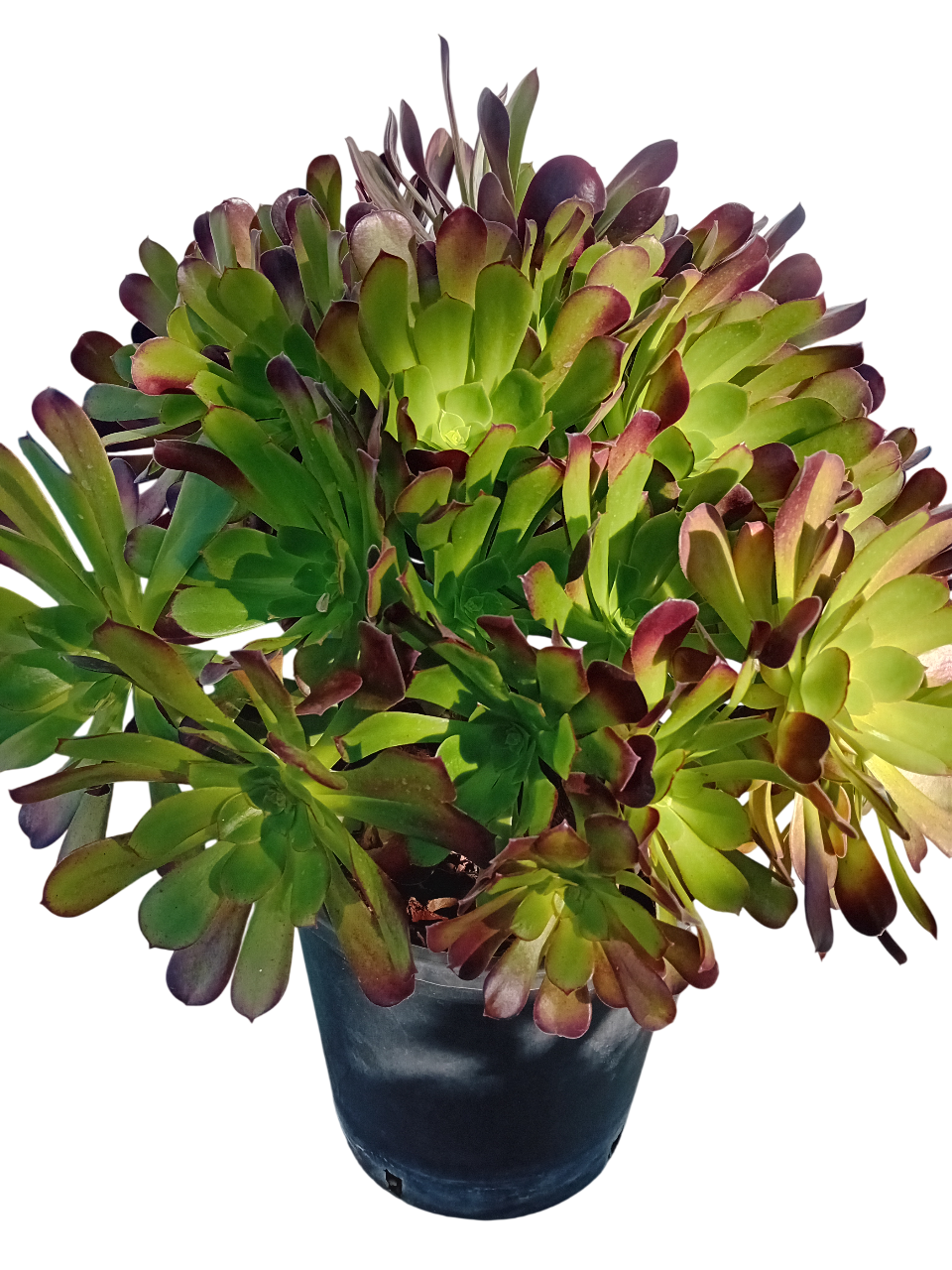 20251121_143338-Photoroom