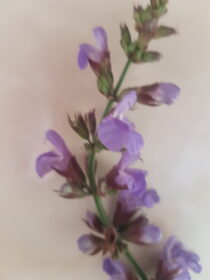 Salvia
