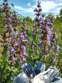 Salvia