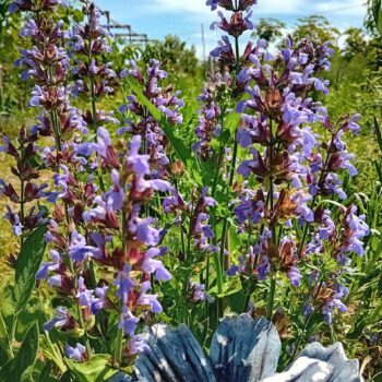 Salvia