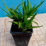 Vaso 13cms diametro