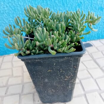 Rushia Orientalis branca