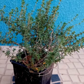Tomilho Thymus vulgaris