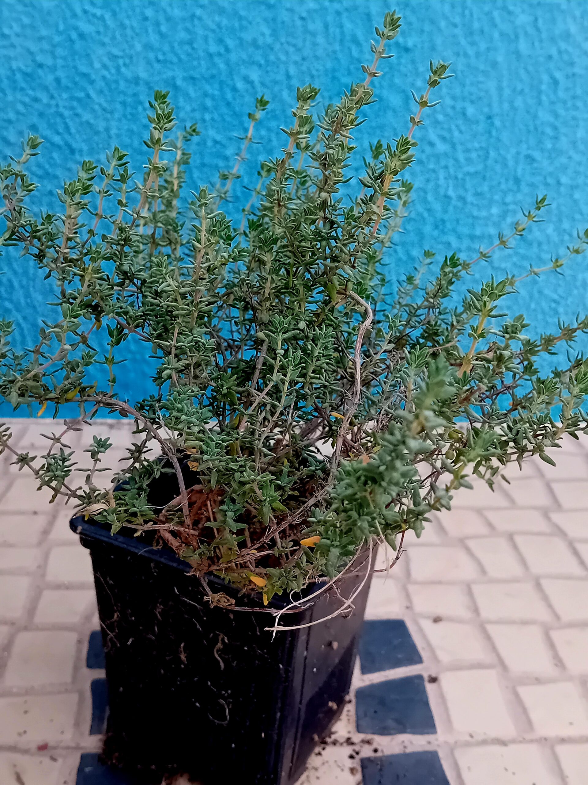 Tomilho Thymus vulgaris Tomilho Thymus vulgaris