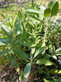 Salvia