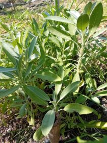 Salvia
