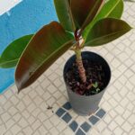 Arvore da borracha Ficus Elastica