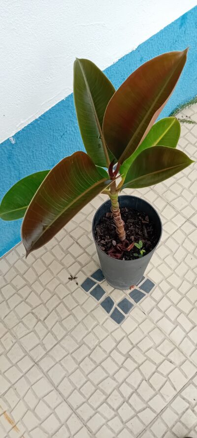 Arvore da borracha Ficus Elastica