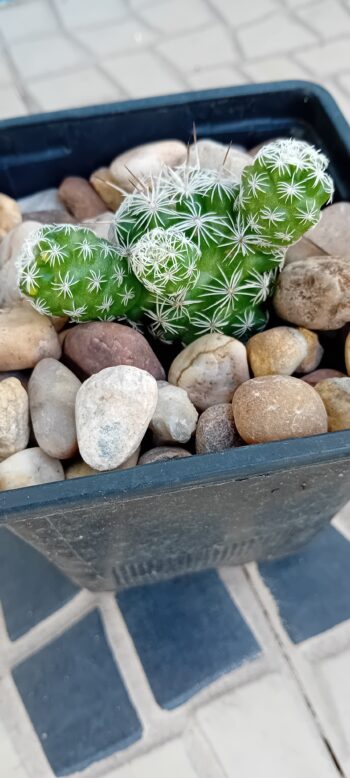 Mammilaria Albiflora Cato Cacto