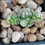 Mammilaria Albiflora Cato