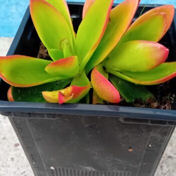 Crassula Capitella suculenta