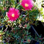 Rushia Orientalis