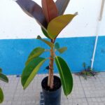 Arvore da borracha Ficus Elastica