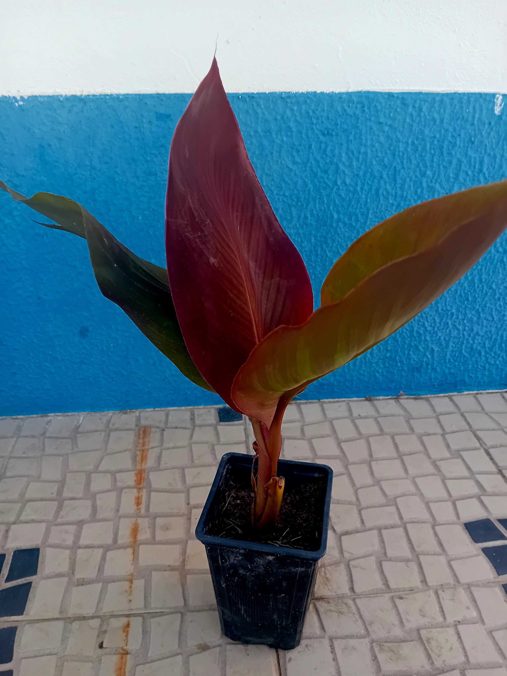 Lirio Canna Lirio Canna Canna Indica