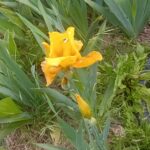 Iris