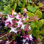 Crassula Multicava suculenta