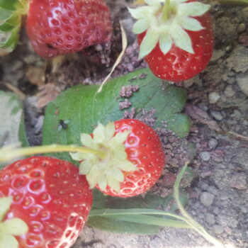 Morangueiro Camarosa